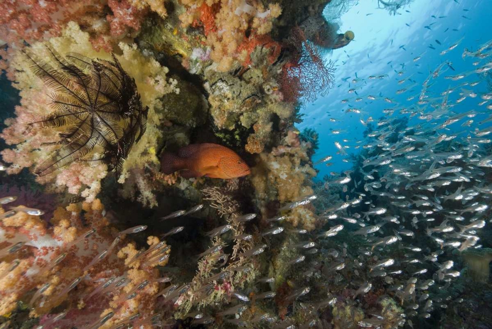Indonesia Coral trout and glassfish by coral